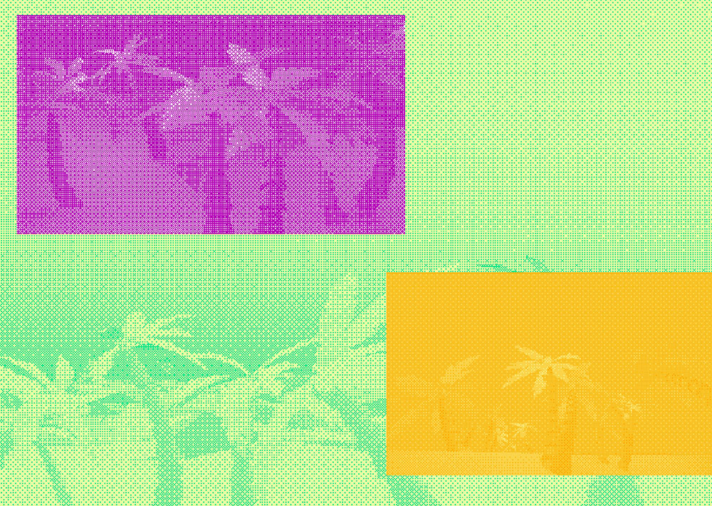 palmtrees bitmap